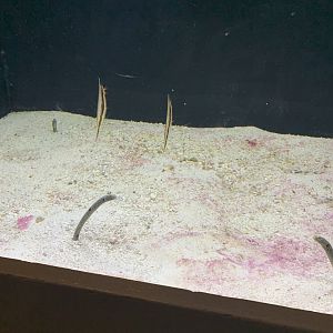 July 2020- Spotted garden eel and Razorfish