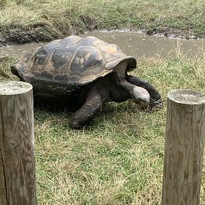 July 2020- Galapagos giant tortoise