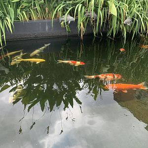 July 2020- Koi