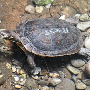 Vietnamese Pond Turtle