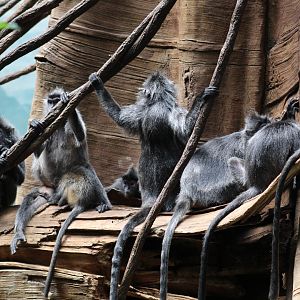 Silvered Leaf Monkey Troop