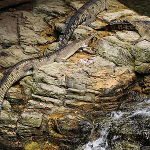 Gharial Waterfall