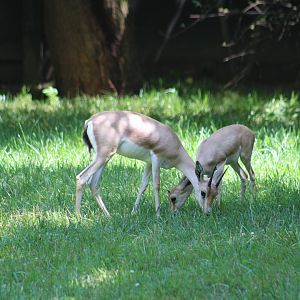 Slender-Horned Gazelle Fawn