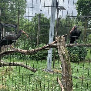 July 2020- Waldrapp ibis