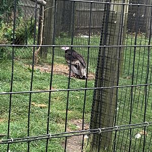 July 2020- White-headed vulture