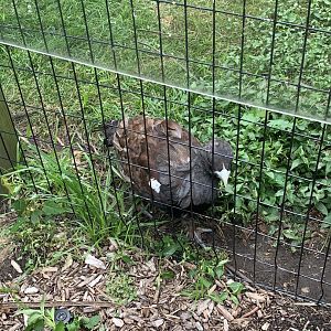 July 2020- Western capercaillie
