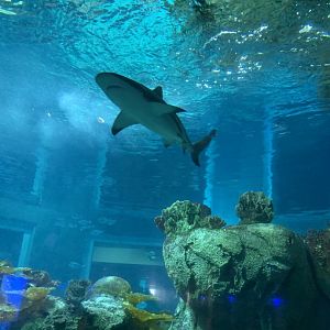 July 2020- Blacktip reef shark