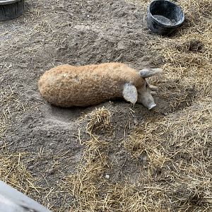 July 2020- Mangalitsa pig