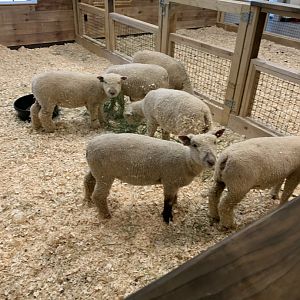 July 2020- Southdown sheep