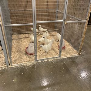 July 2020- Silkie chickens