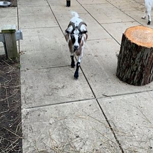 July 2020- Pygmy goat