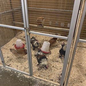 July 2020- Domestic chicken (Breed ID)