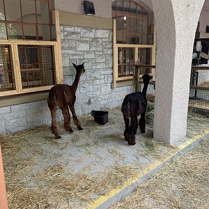 July 2020- Alpacas