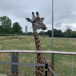 July 2020- Masai giraffe