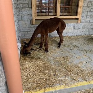 July 2020- Alpaca