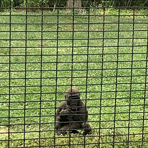 July 2020- Western lowland gorilla