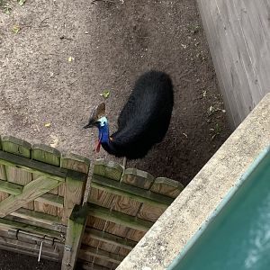 July 2020- Southern cassowary