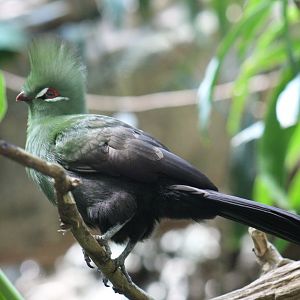 Guinea Turaco