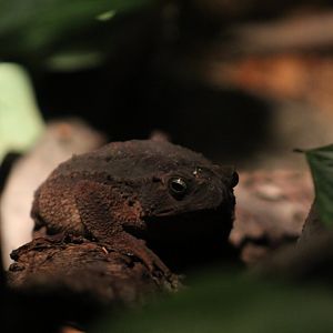 Smooth-Sided Toad