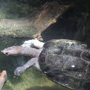 female Painted River Terrapin