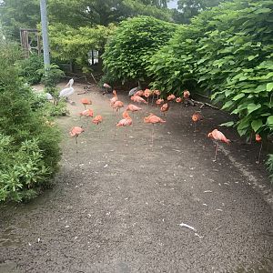July 2020- American flamingos and Dalmatian pelicans