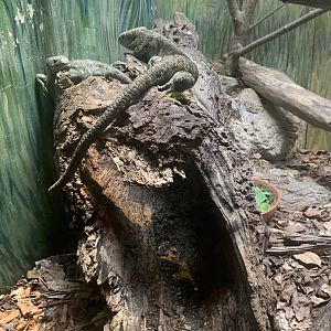 July 2020- Prehensile monkey-tailed skinks