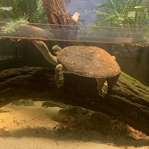 July 2020- Eastern softshell turtle