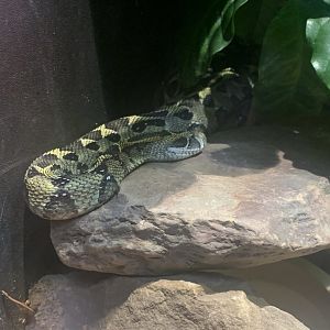 July 2020- Ethiopian mountain viper