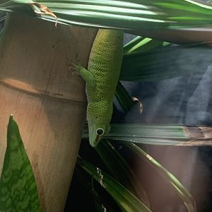 July 2020- Madagascar giant day gecko