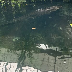 July 2020- Saltwater crocodile