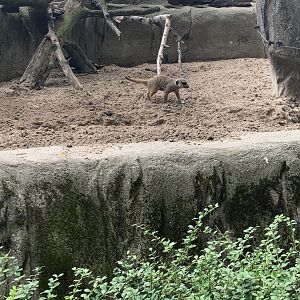 July 2020- Meerkat