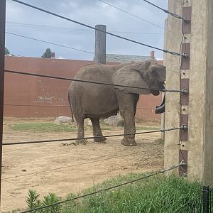 July 2020- African bush elephant