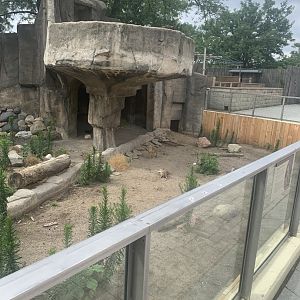 July 2020- Patagonian mara exhibit