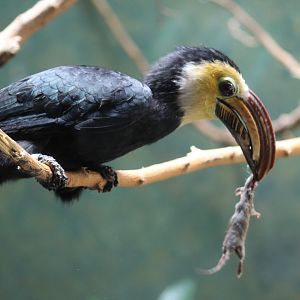 Hornbill's Lunch