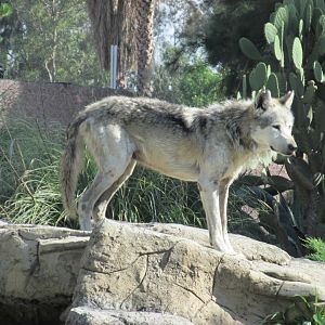 mexican wolf