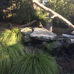 Tasmanian Devil Exhibit