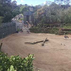 Giraffe Night House and Yards