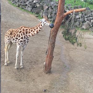 Giraffe (Giraffa camelopardalis)