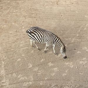 Plains zebra (Equus quagga)