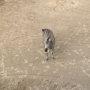 Plains zebra (Equus quagga)