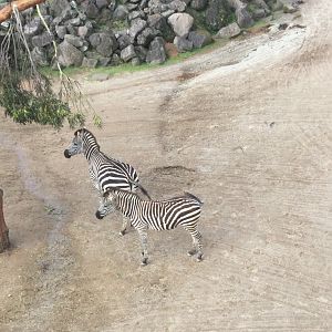 Plains zebra (Equus quagga)