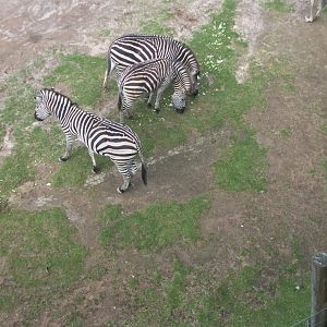 Plains zebra (Equus quagga)