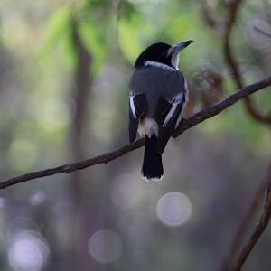 Grey Butcherbird (Cracticus torquatus)
