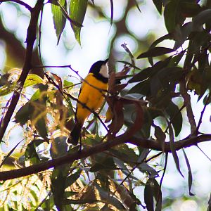 Australian Golden Whistler (Pachycephala pectoralis)