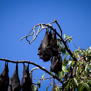 Black Flying Foxes (Pteropus alecto)