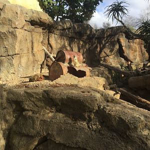 Slender-tailed Meerkat Exhibit