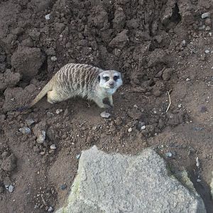 Slender-tailed meerkat (Suricata suricatta)