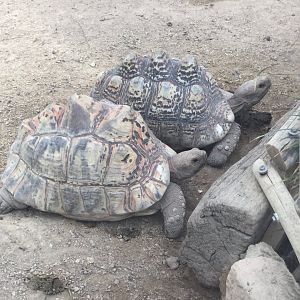 Leopard tortoise (Stigmochelys pardalis)