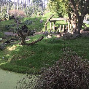 Hamadryas Baboon Exhibit