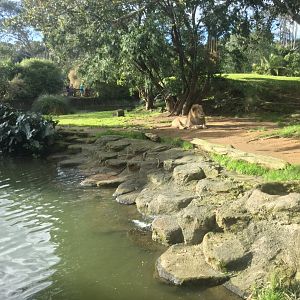 African Lion Exhibit